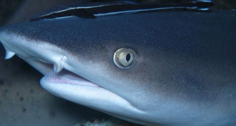 Reef Sharks in Bali