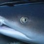 Bring Back The Sharks On The Reefs