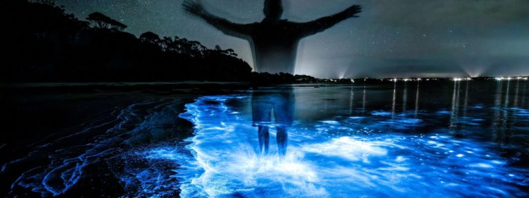Bioluminescence
