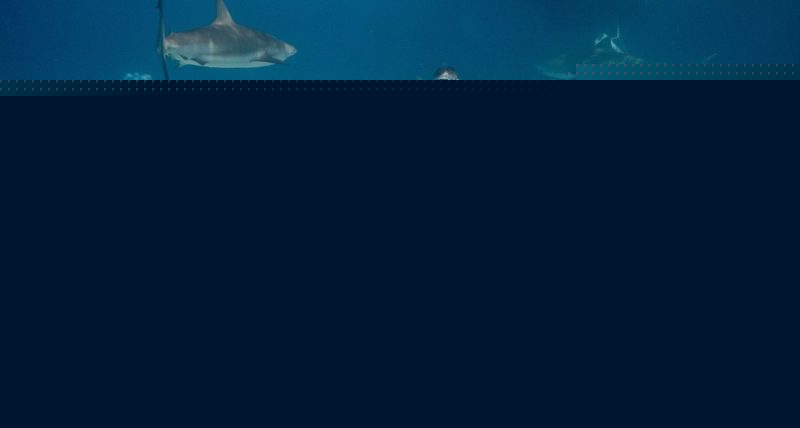 Protecting Sharks