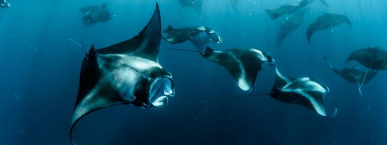 Manta Rays in Bali