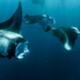 Protecting Manta Rays in Bali