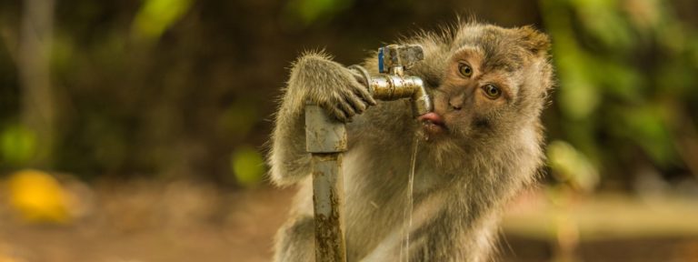 Monkey in Monkey Forest