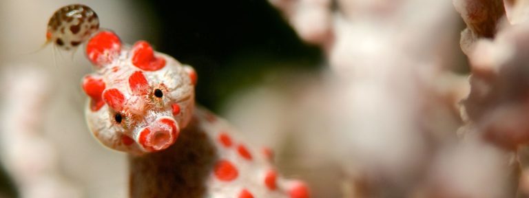 Seahorse Muck diving in Padangbai