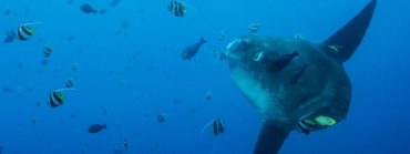 Sunfish - Mola Mola in Bali
