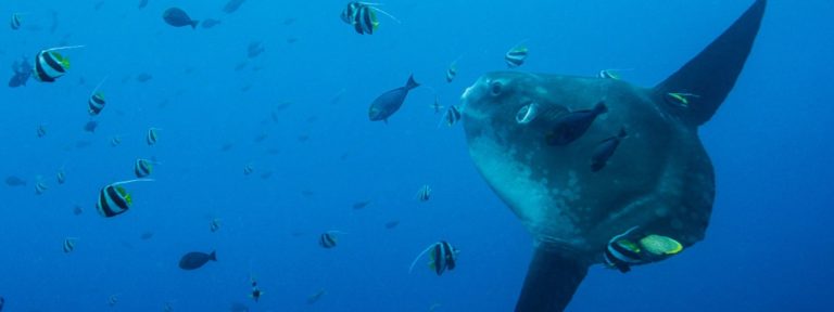 Sunfish - Mola Mola in Bali