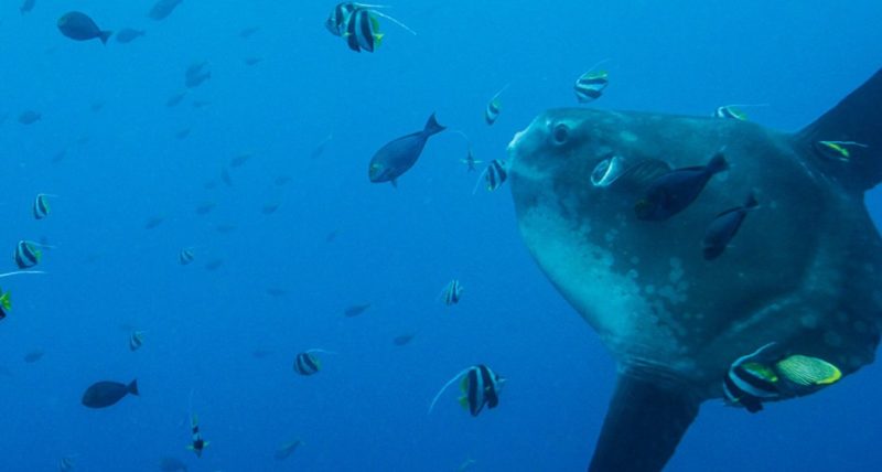 Sunfish - Mola Mola in Bali