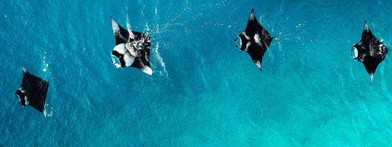 Manta Rays at Nusa Penida