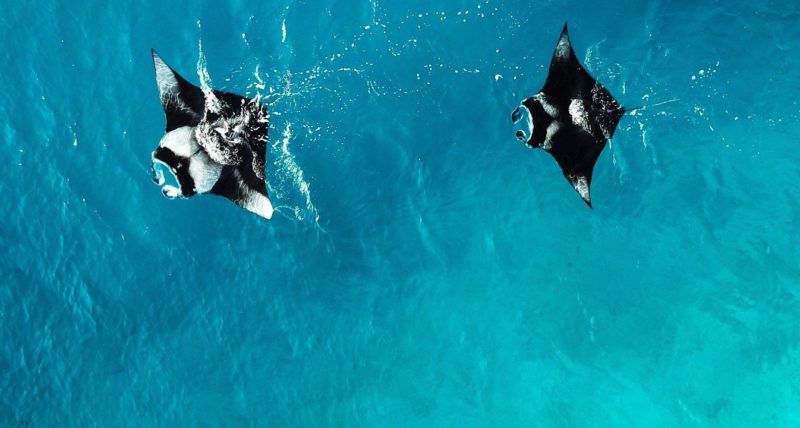 Manta Rays at Nusa Penida