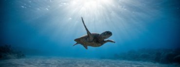 Turtle diving - Best Dive Sites in Bali