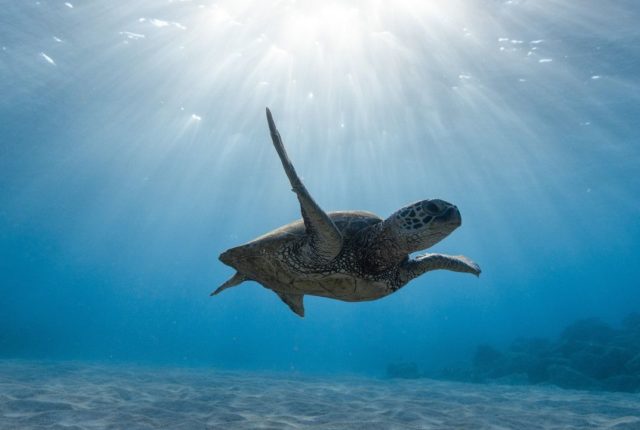 Turtle diving - Best Dive Sites in Bali