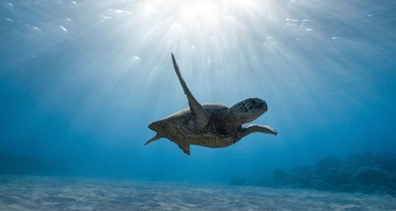 Turtle diving - Best Dive Sites in Bali