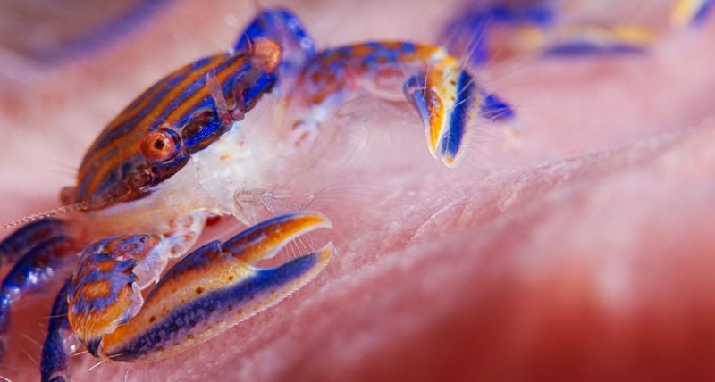 Macro photo of crab in bali