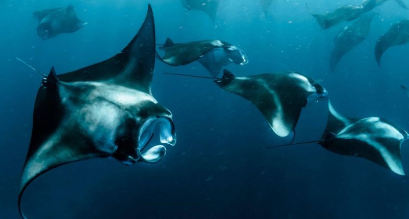 Diving with Manta Rays at Manta Point and Manta Bay Nusa Penida