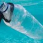 WHY AND HOW TO ORGANIZE A CLEAN UP DIVE?