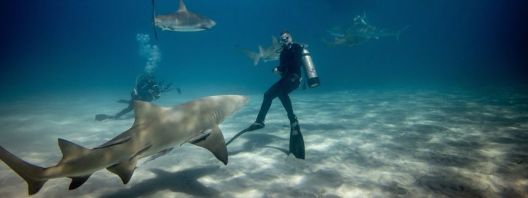 Scuba diver with sharks