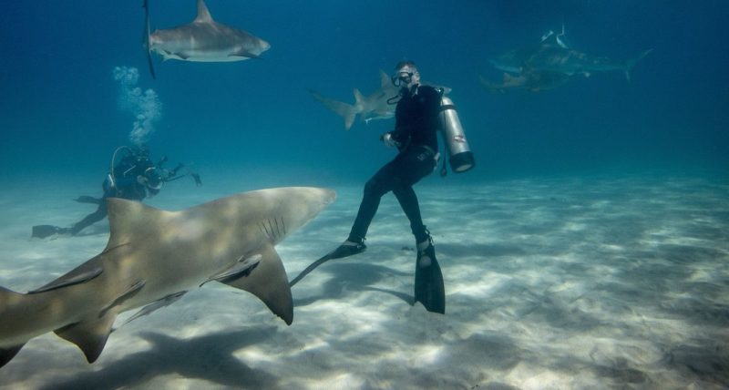 Scuba diver with sharks