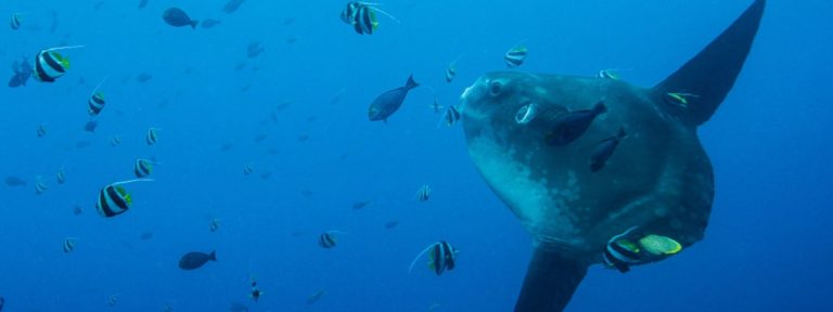 How to Behave Around Mola Mola