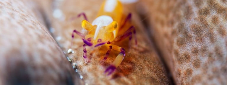 Diving in Bali - The Emperor Shrimp