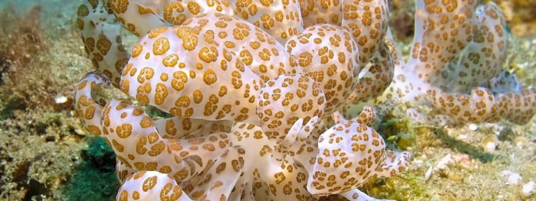 Diving in Bali - Solar powered nudibranch