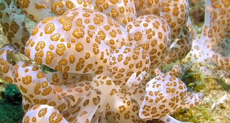 Diving in Bali - Solar powered nudibranch