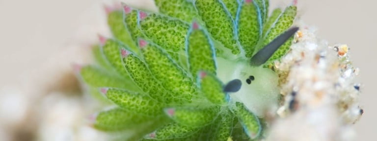 Diving in Bali - Underwater Shaun The Sheep