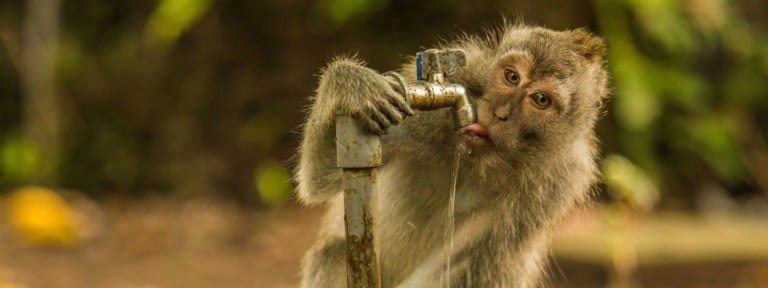 Ubud Tour Monkey forest