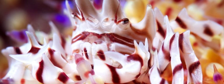 Padangbai diving nudibranch