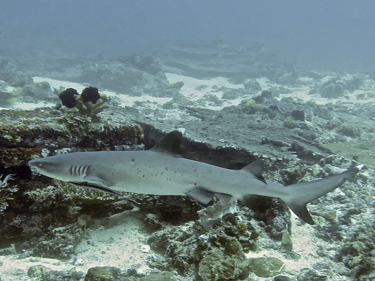 Reef Sharks in Bali