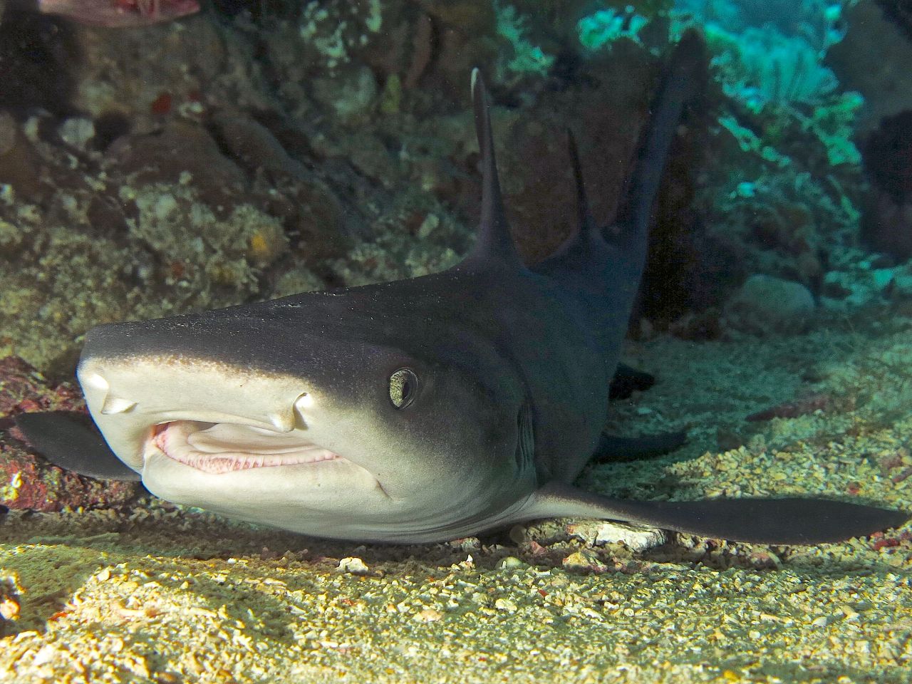 Reef Sharks in Bali