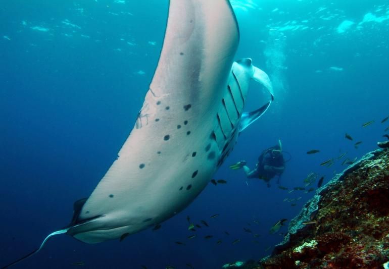 Manta Rays in Bali
