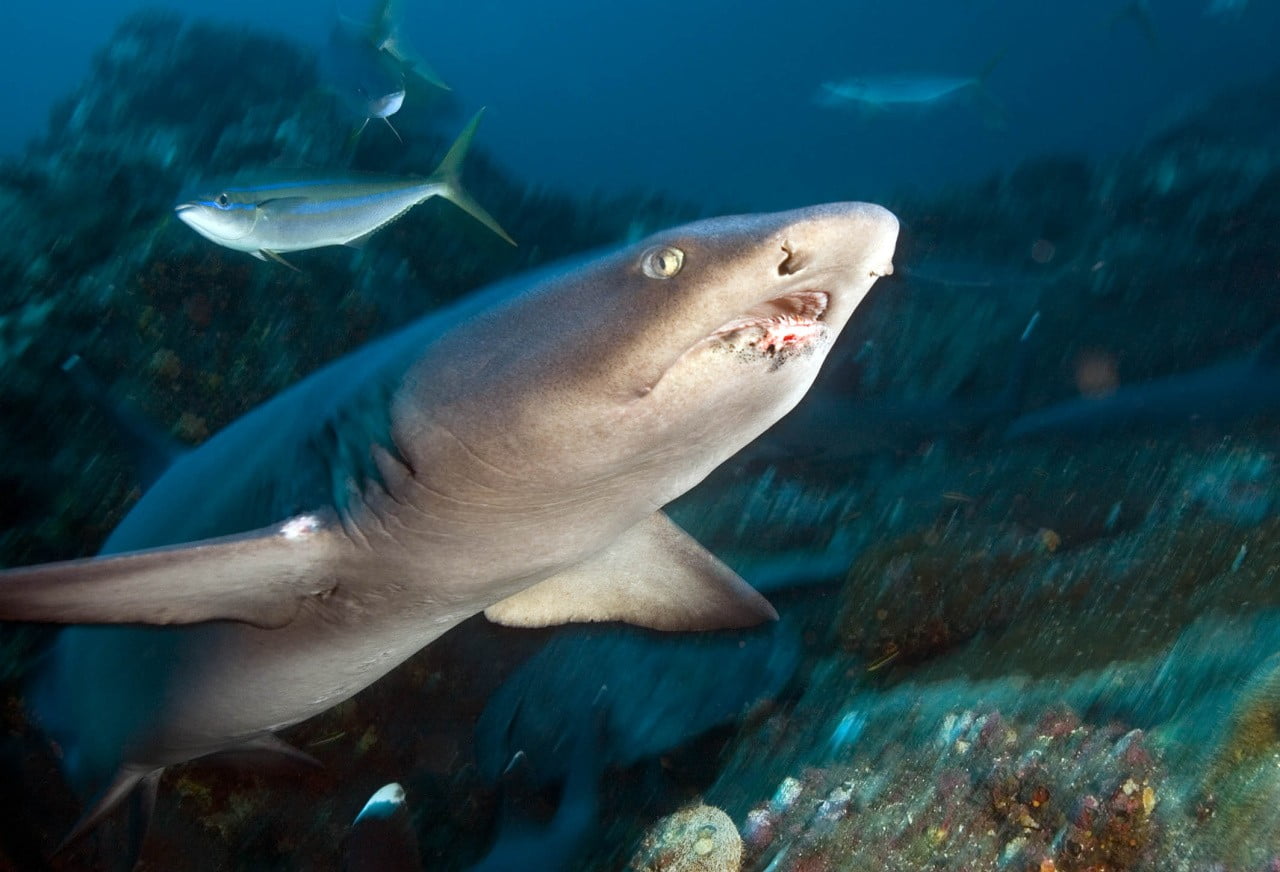 Reef Sharks in Bali